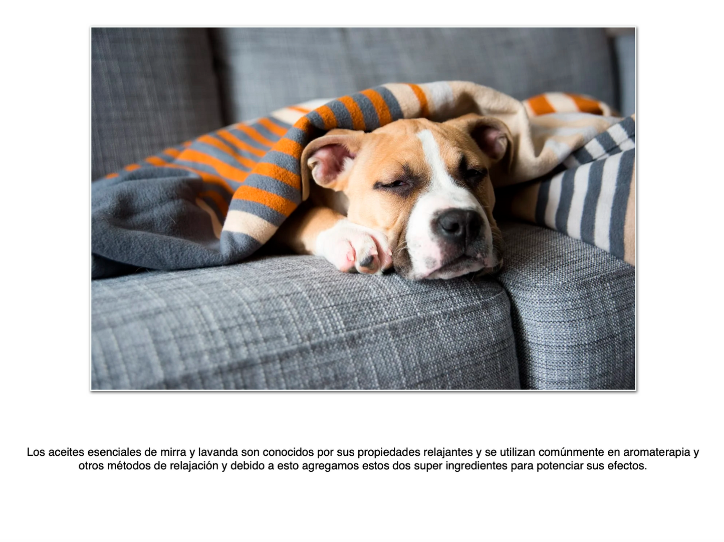 Bálsamo Hidratante con Magnesio: Cuidado Intensivo para la Piel y el Sistema Nervioso de tu Mascota